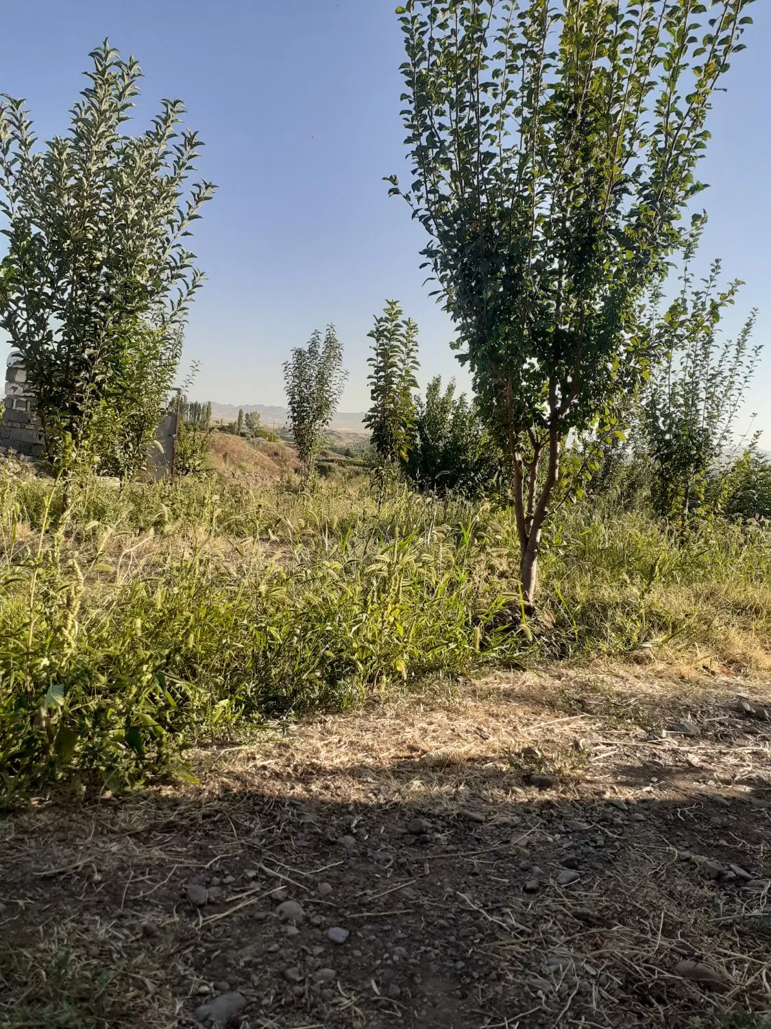 باغ ینگیجه زنجانرود