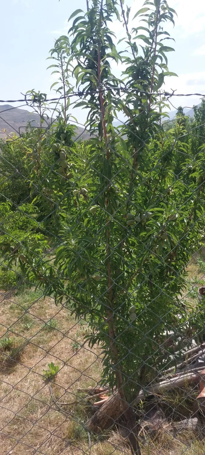 باغ نزدیک جاده جدید طالقان