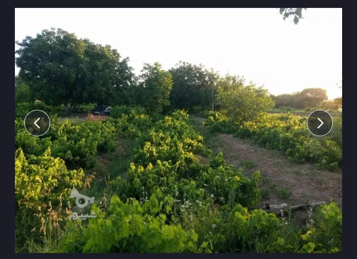 فروش باغ انگور