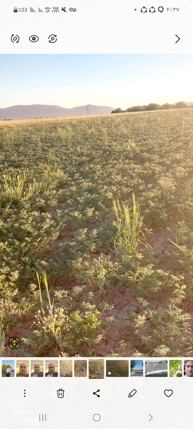 زمین کشاورزی مرغوب