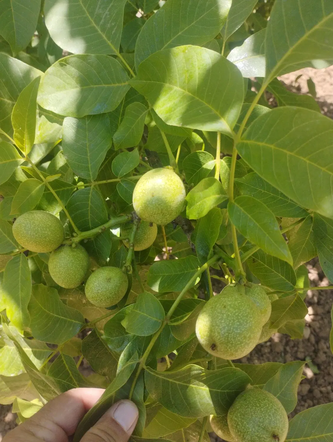 باغ
