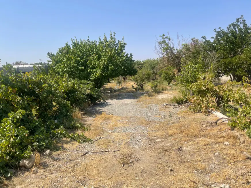 باغچه جنگلی