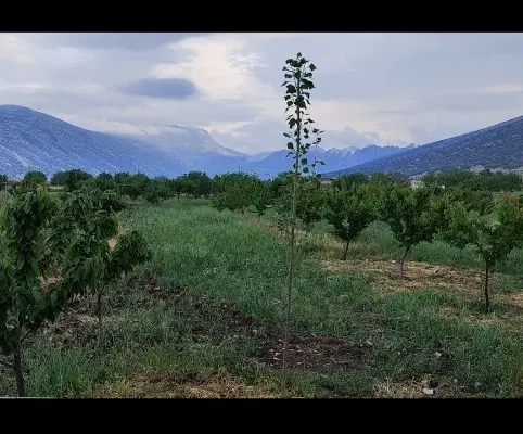 باغ ۹ ساله هلشی ایوان جاده سیدعبداله