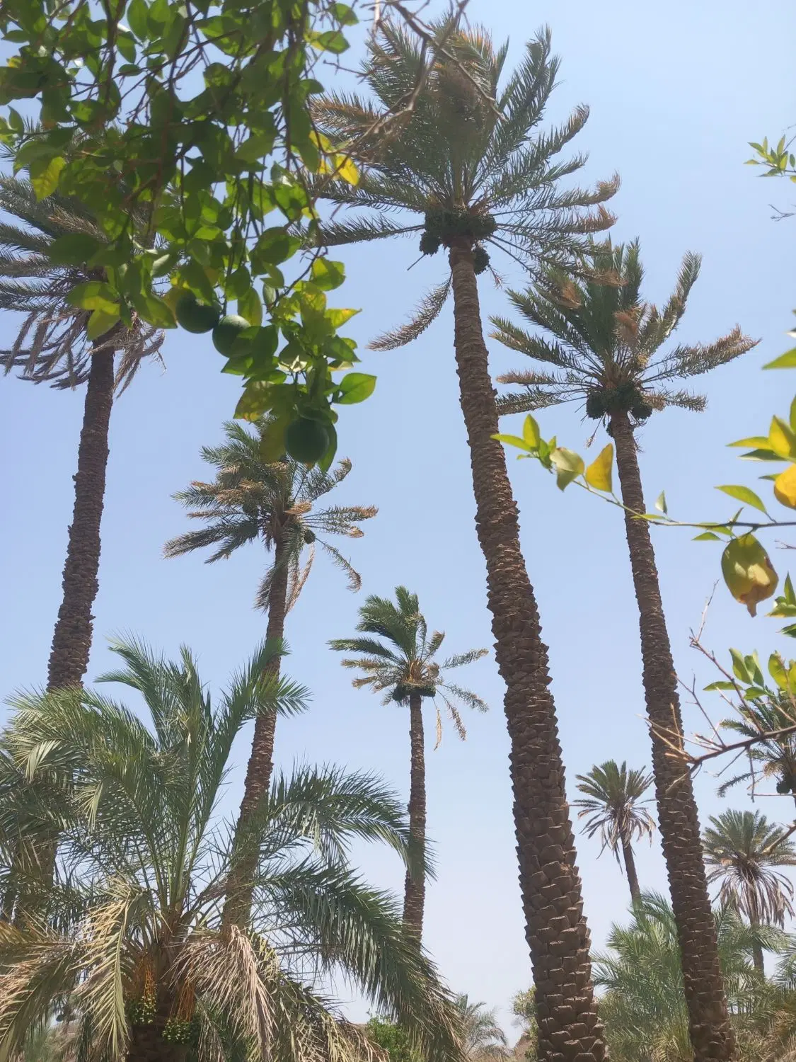 درخت گراز