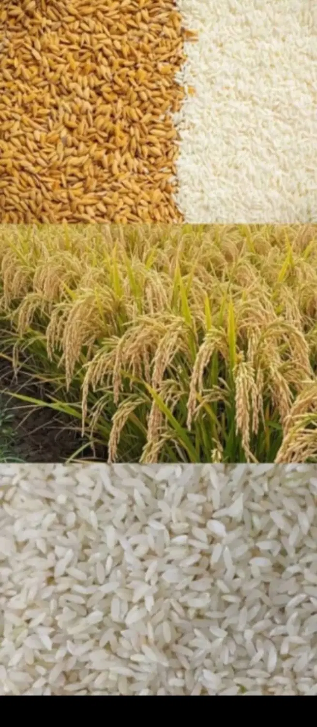 زمین برنج کاری