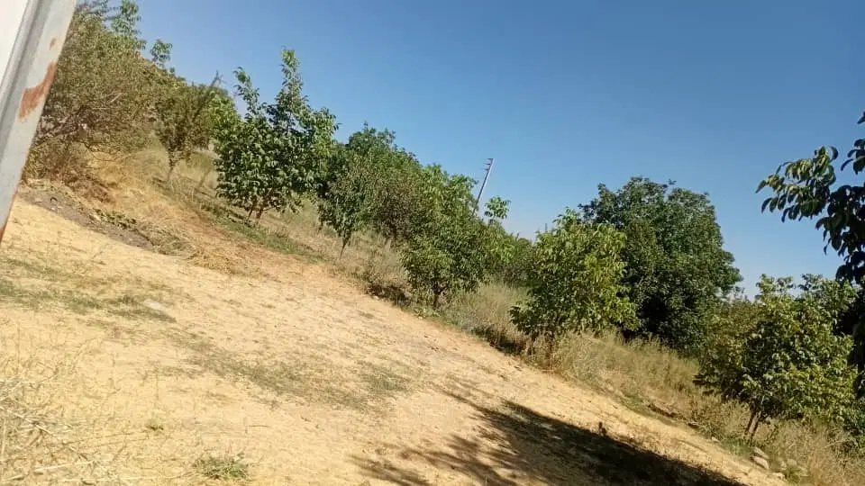 فروش زمین سرحانیه دوم خیابان موسی حمودی