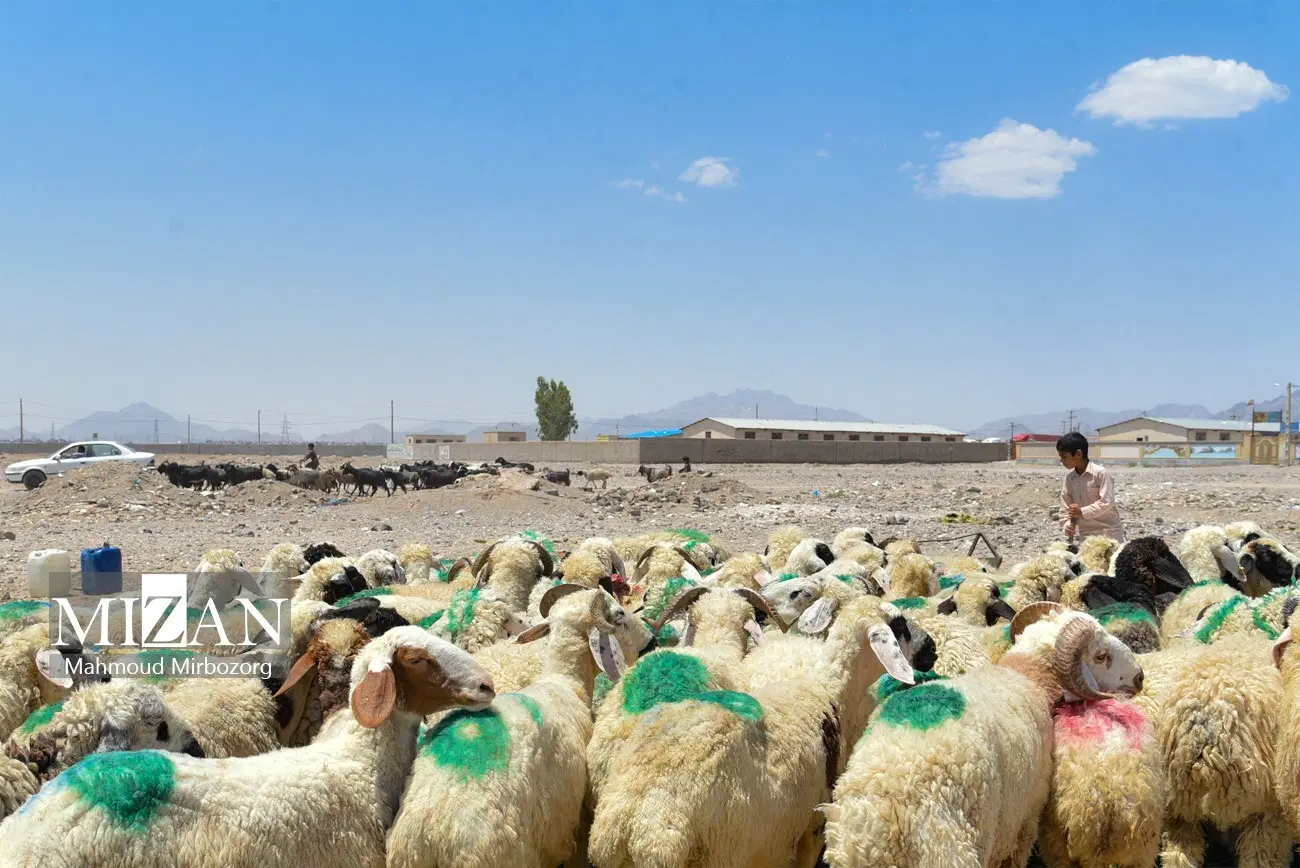 زمین میدان دام جدید  متراژ ۲۸۰ متر آینده دار