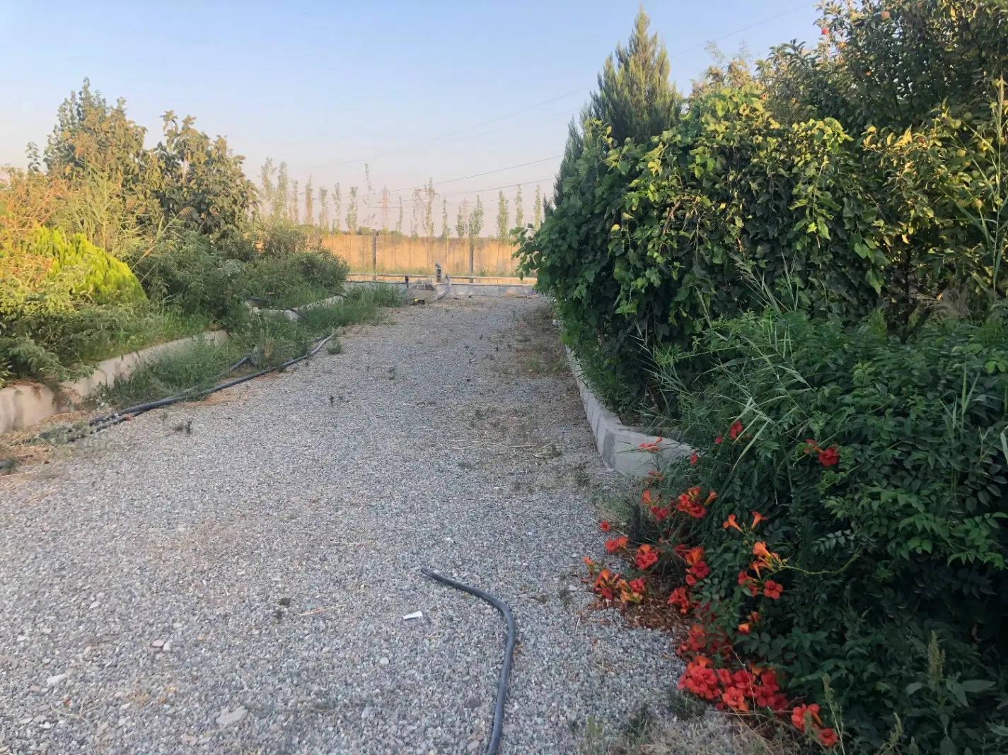 باغچه سند تک برگ بوستان چهارباغ