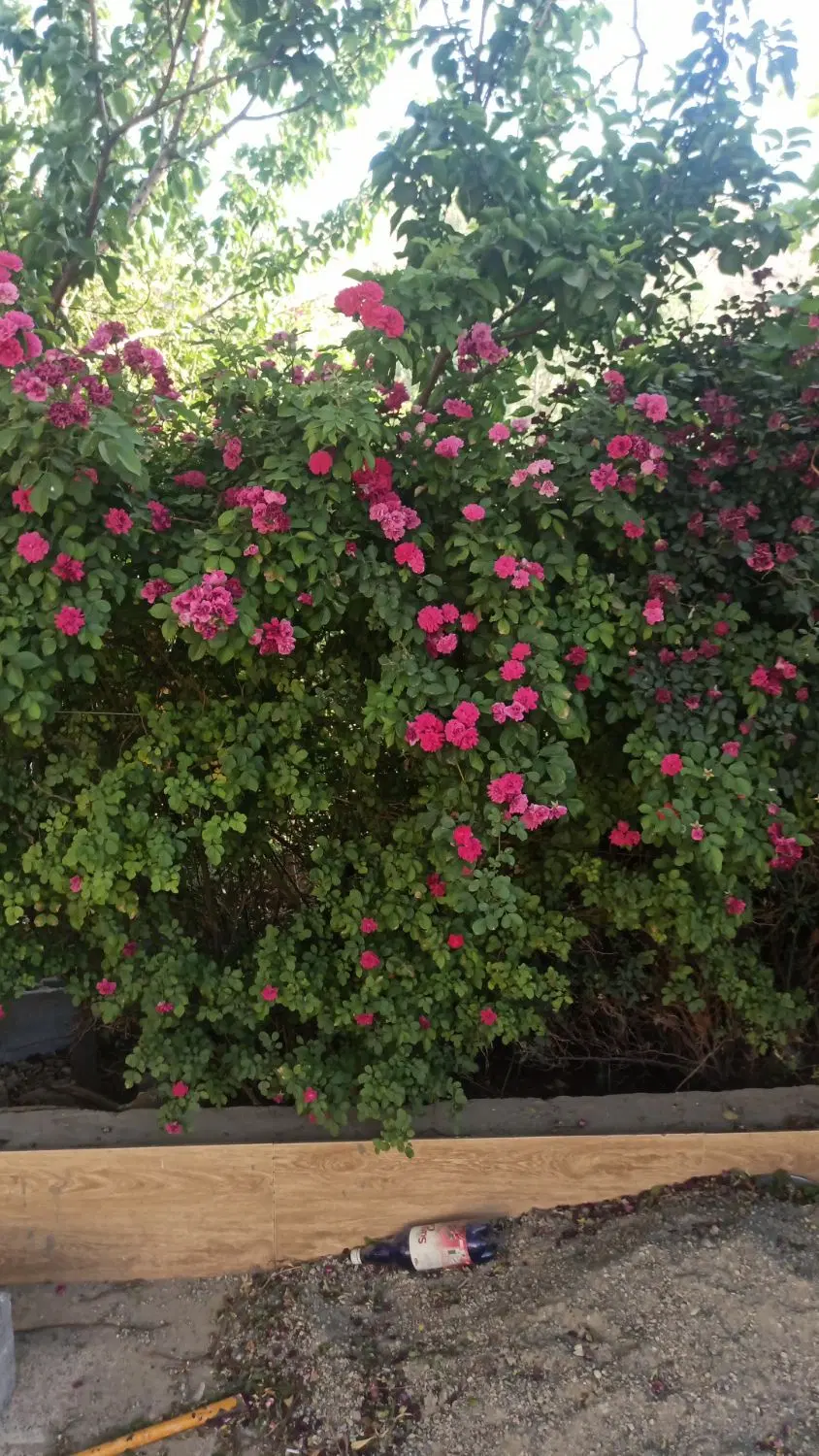 اجاره باغ