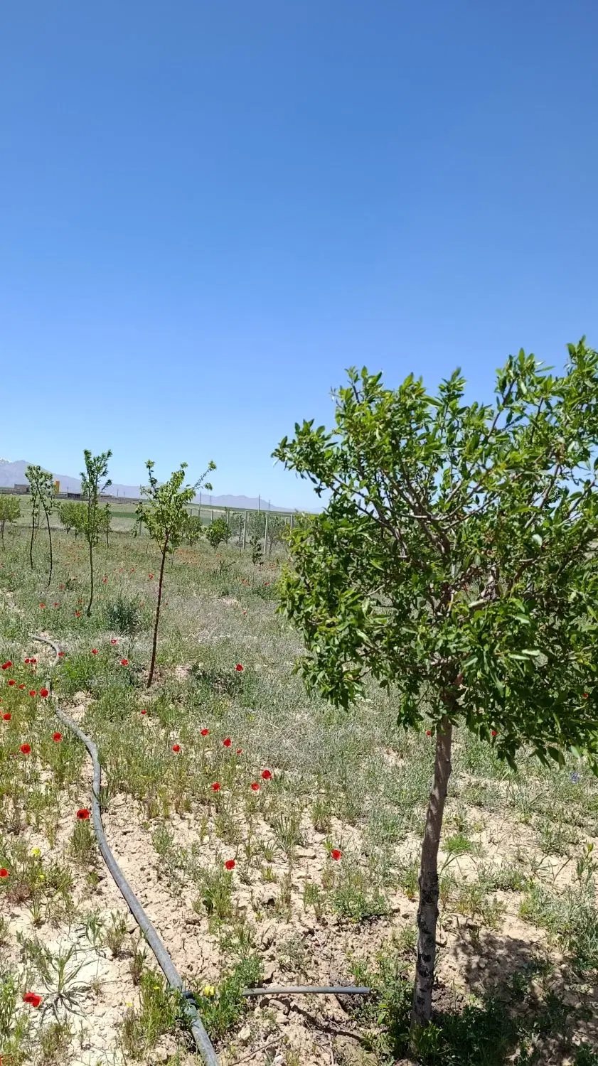 زمین باغی واقع در شورین