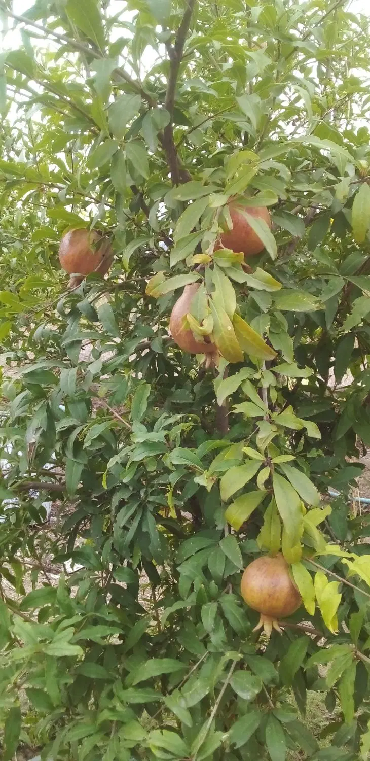 باغ