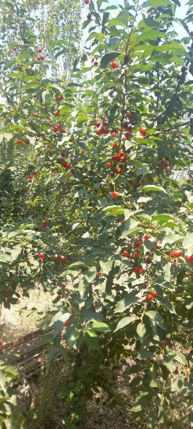 زمین فیروزبهرام شهاب شهر