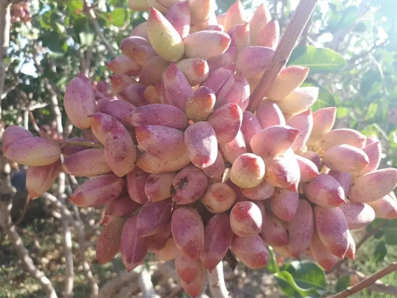 اجاره زمین پسته با آب