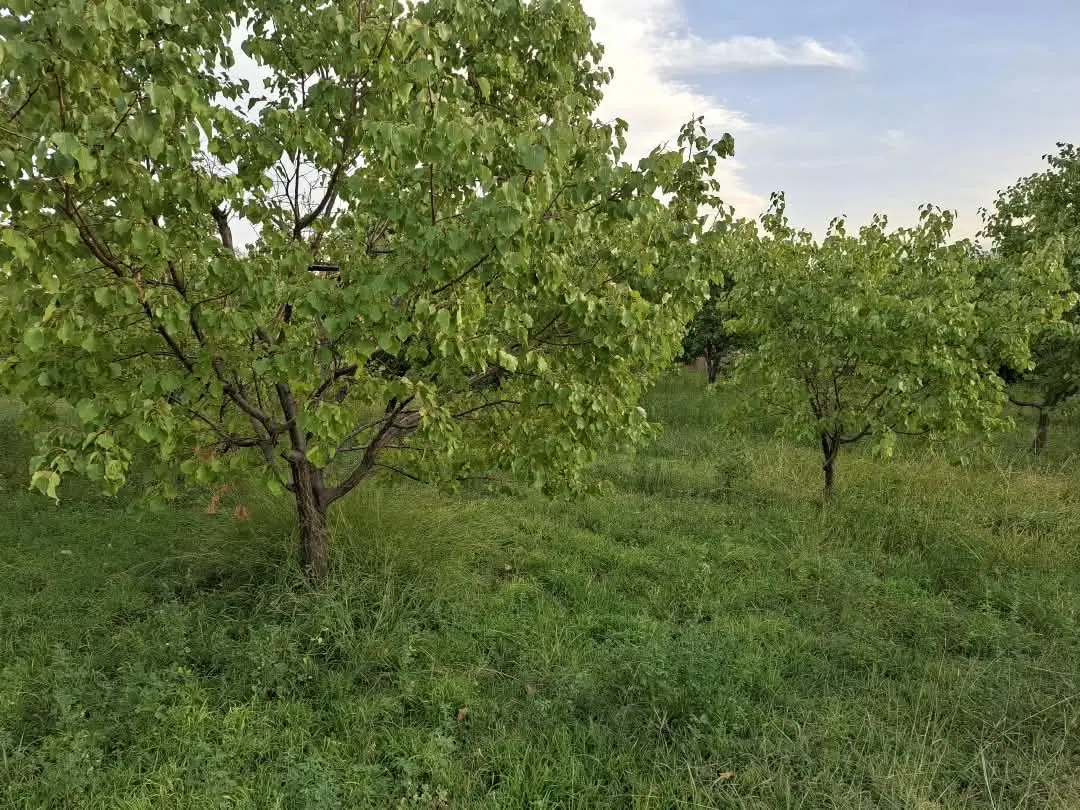 باغ به متراژ ۲۴۵۰ در روستای رند