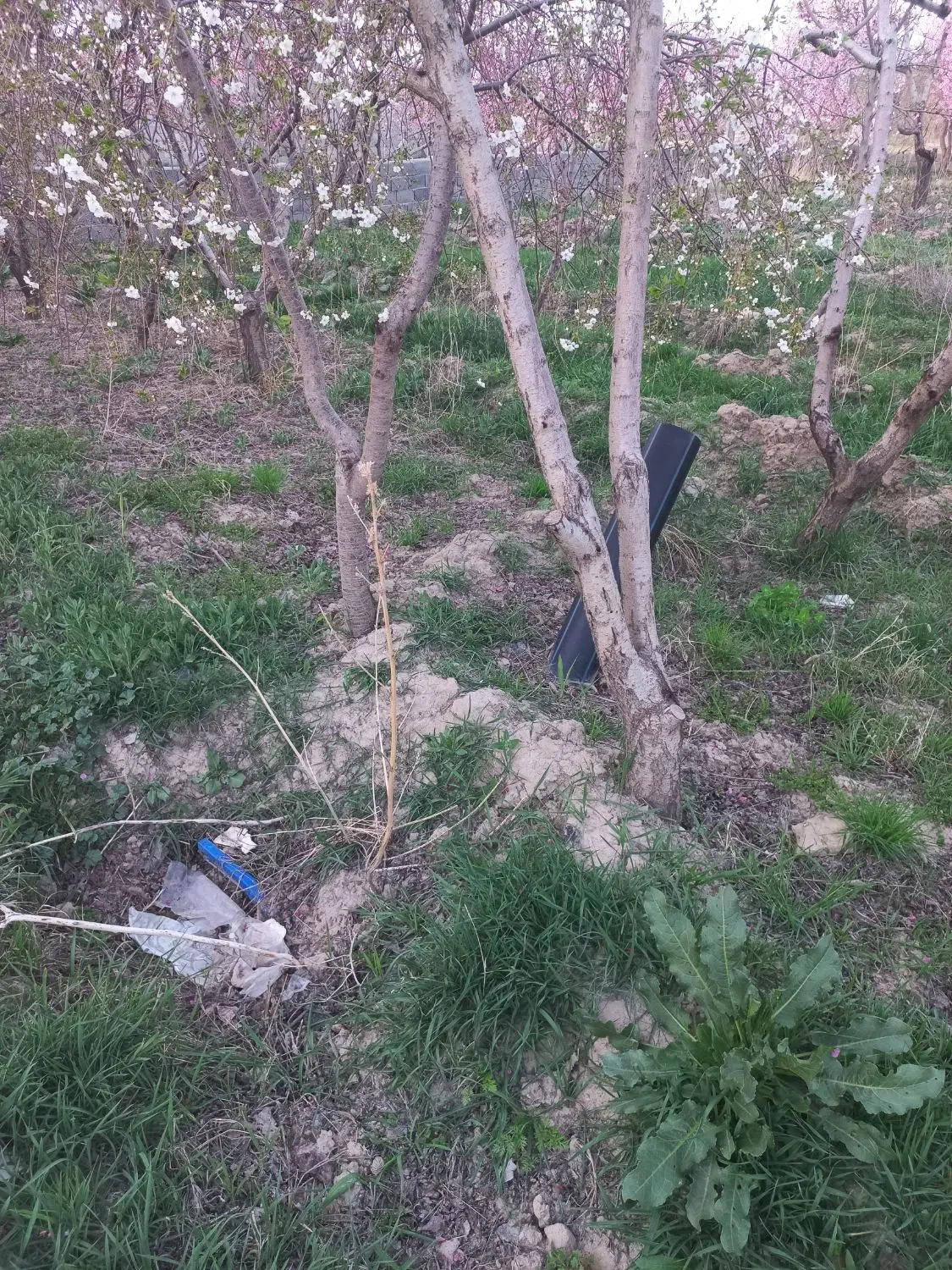 باغچه ۷۰۰ متر در تهراندشت حاجی بیک