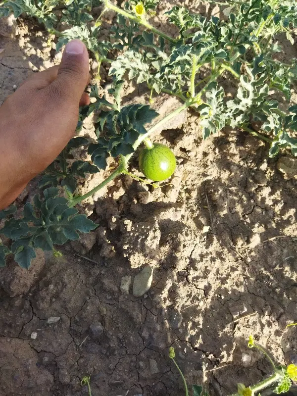 زمین کشاورزی معاوضه با گوسفند بز. و میش