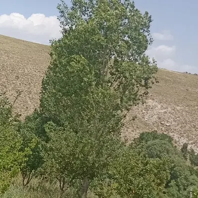 زمین حصار