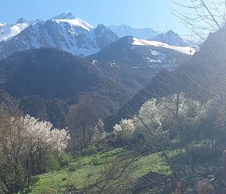 زمین،روستای دلیر ۸۰۰متر
