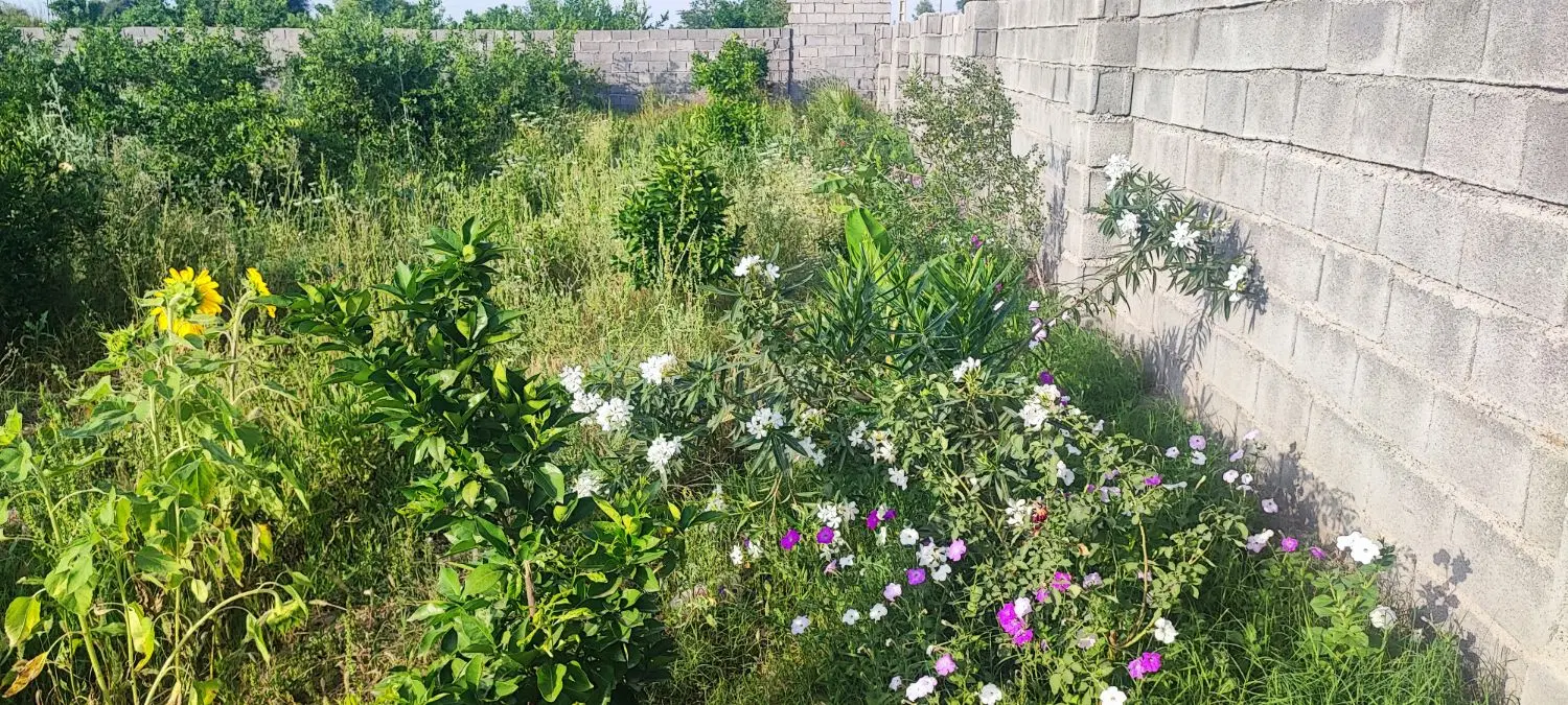 باغچه ۲هزارمتری