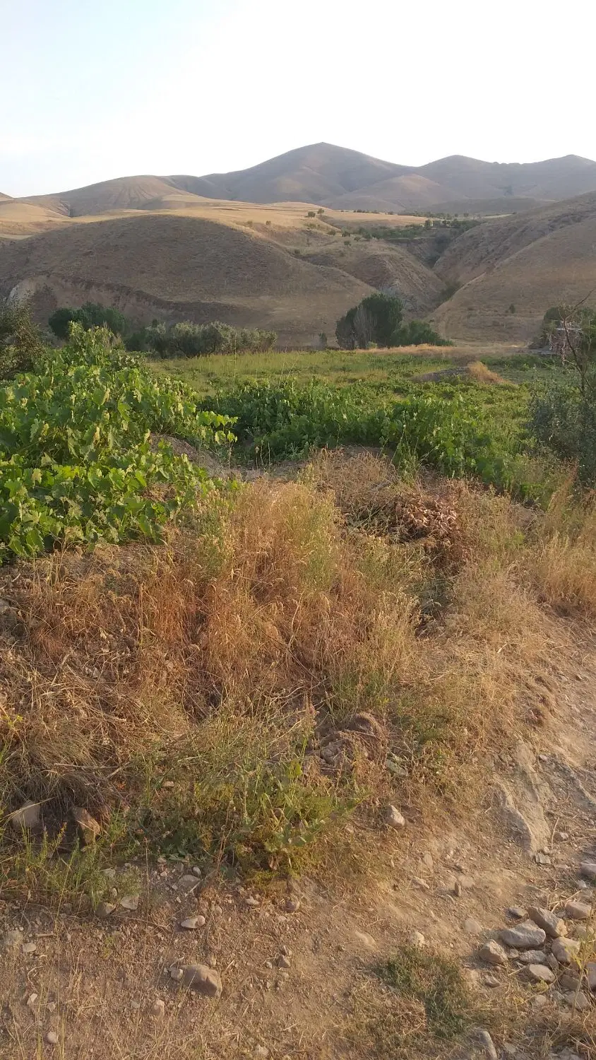 باغ انگور خلی