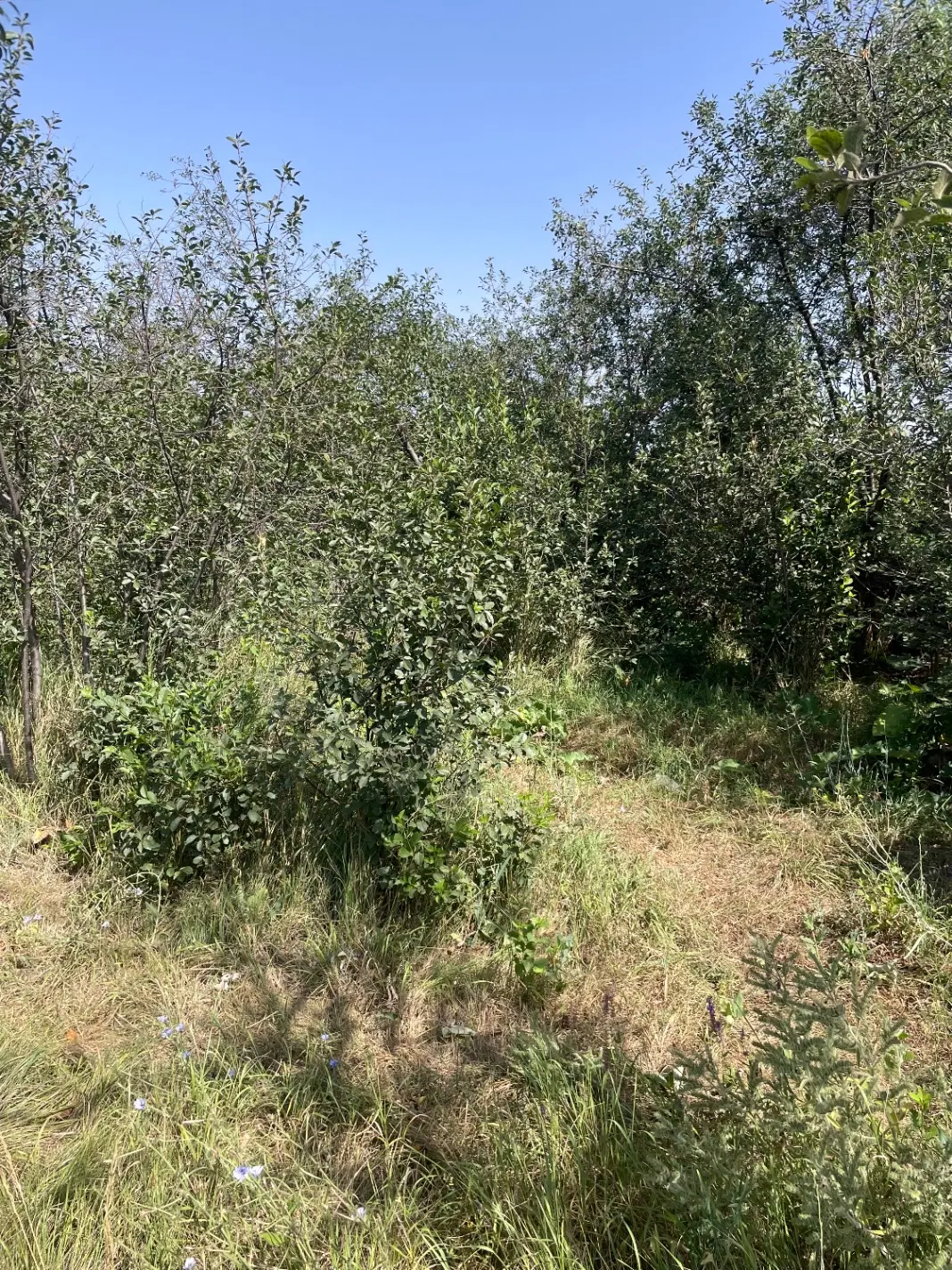 باغ در روستای کرد احمد سفلی