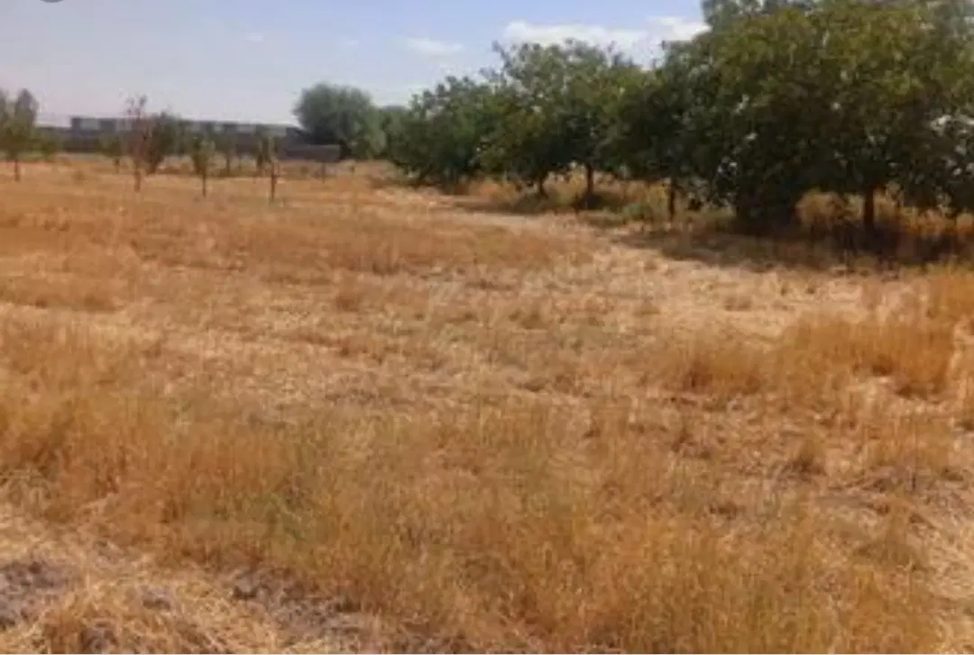 اجاره زمین کشاورزی شهرسرخنکلاته