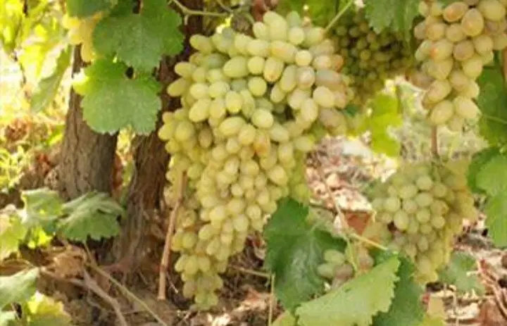 باغ انگور