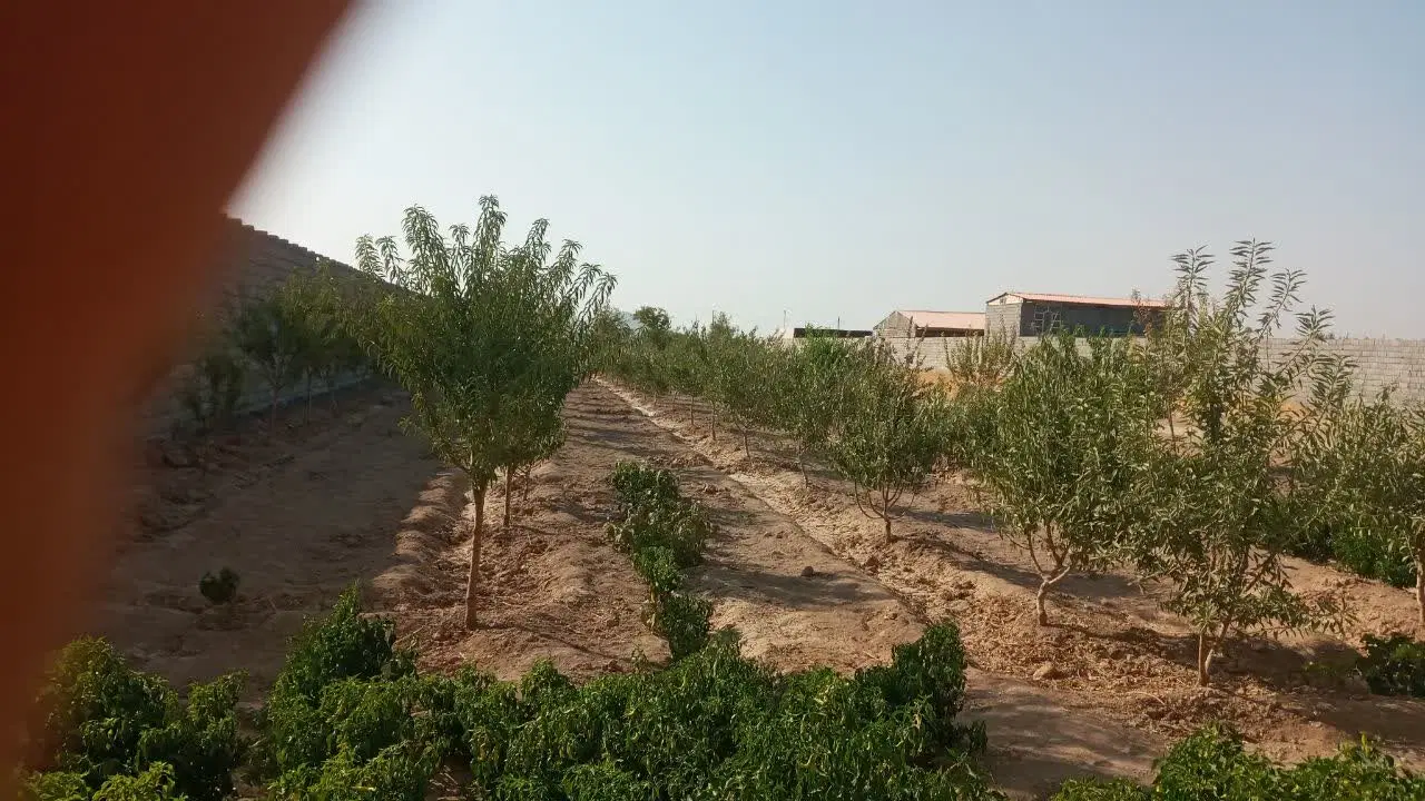 زمین باغی