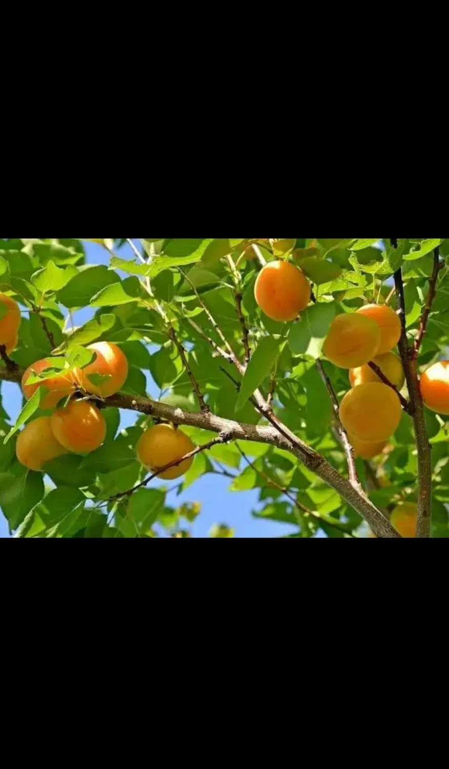 باغ چسب بافت استخر و بنا نمکلان سعیداباد تهراندشت