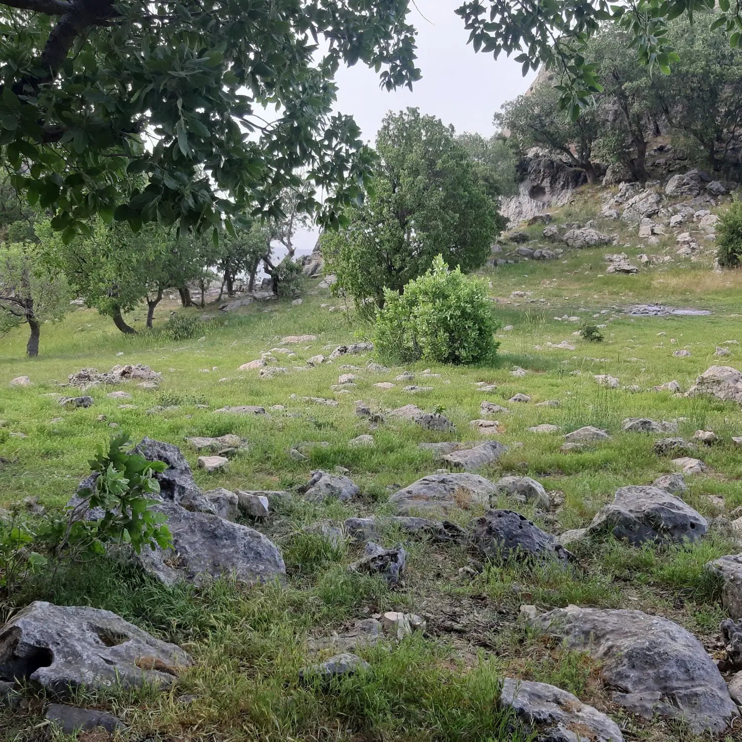 زمین بلوار خبرنگار.نسار