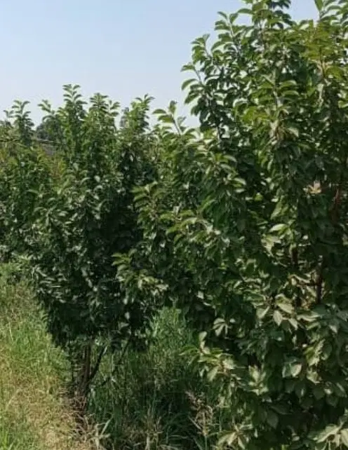 باغچه ۳۷۰ متری