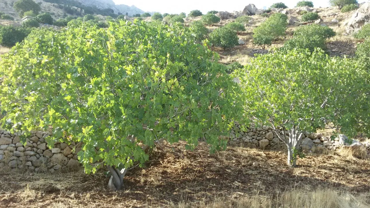 فروش چند قطعه انجیرستان کوه