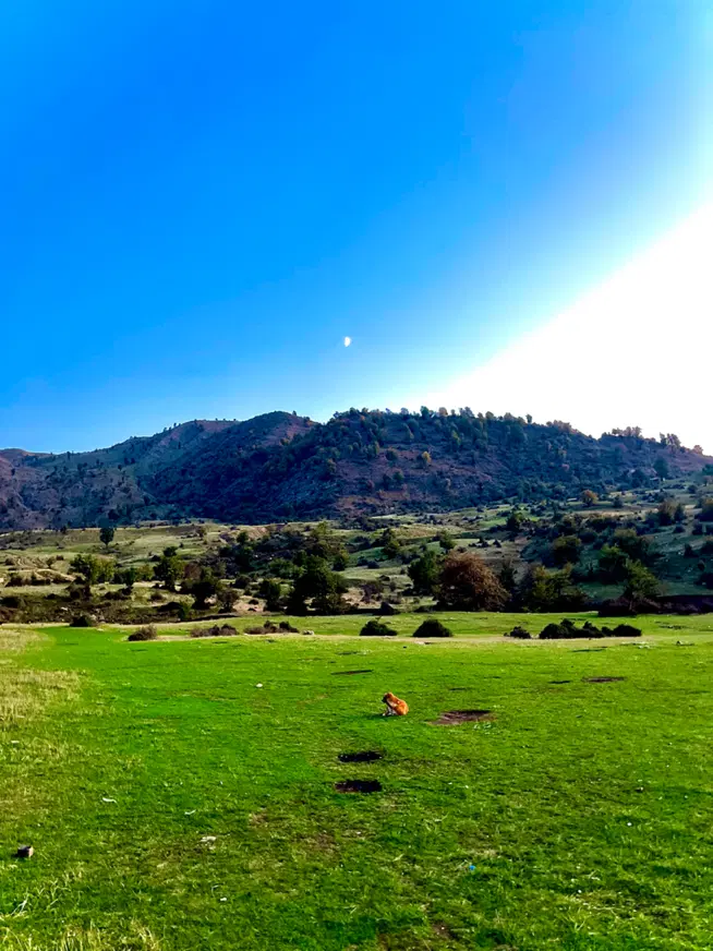 زمین کشاورزی