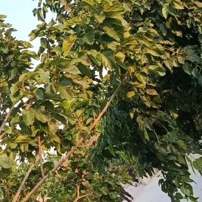 خانه اجاریی در سراوان اسپیچ مسکن مهر