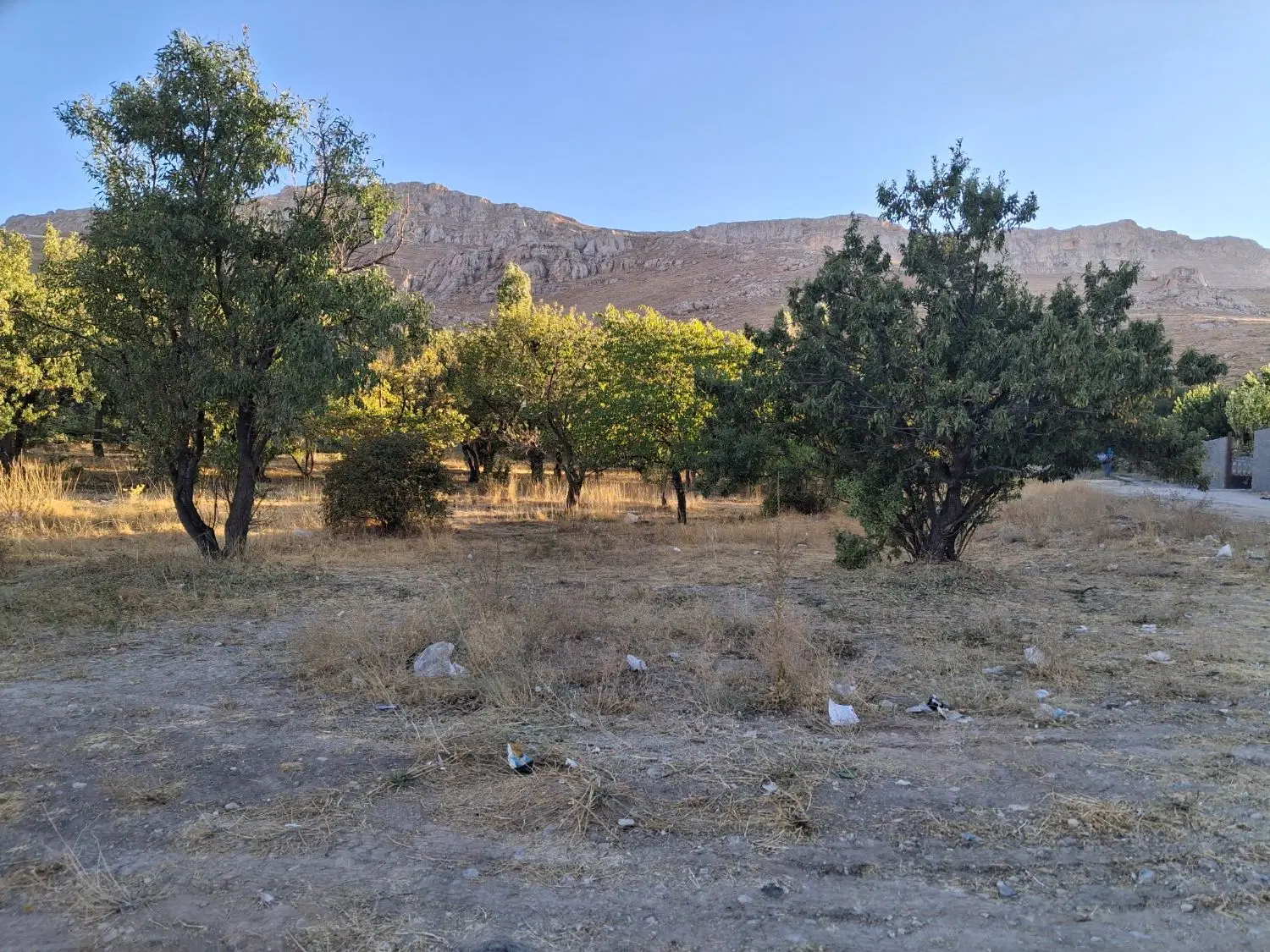 فروش یک قطعه باغ در حلوایی