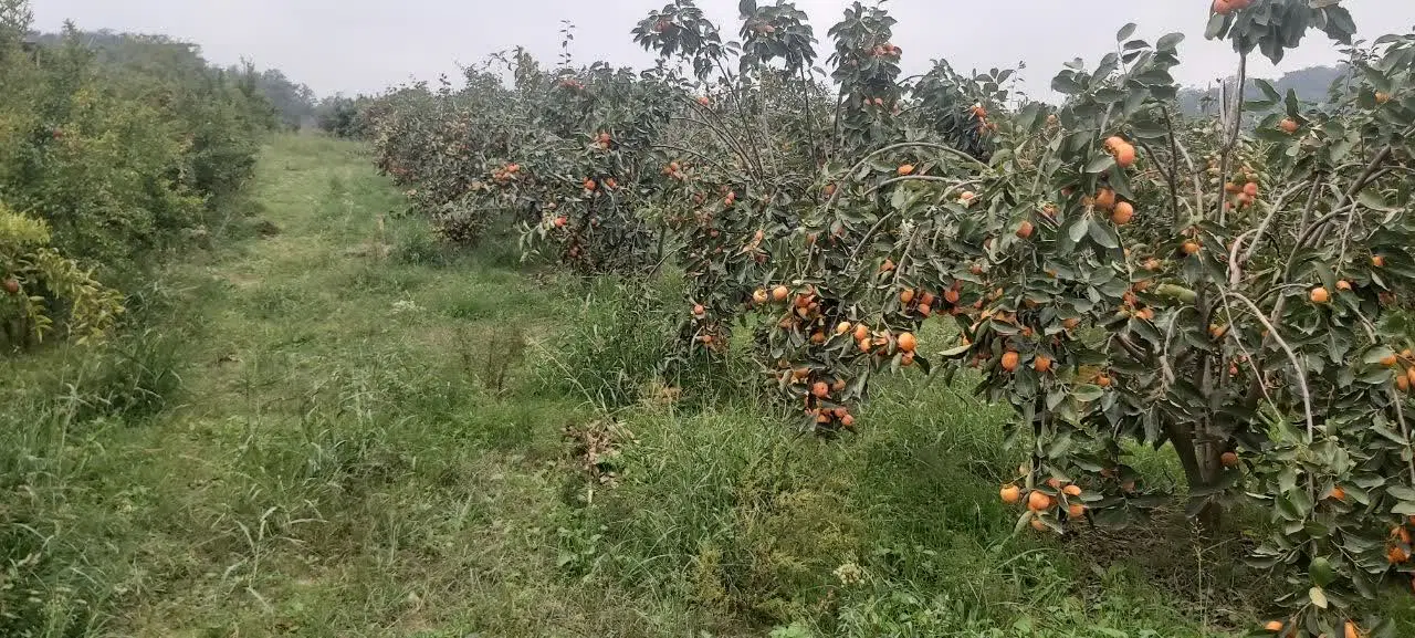 فروش زمین باغی