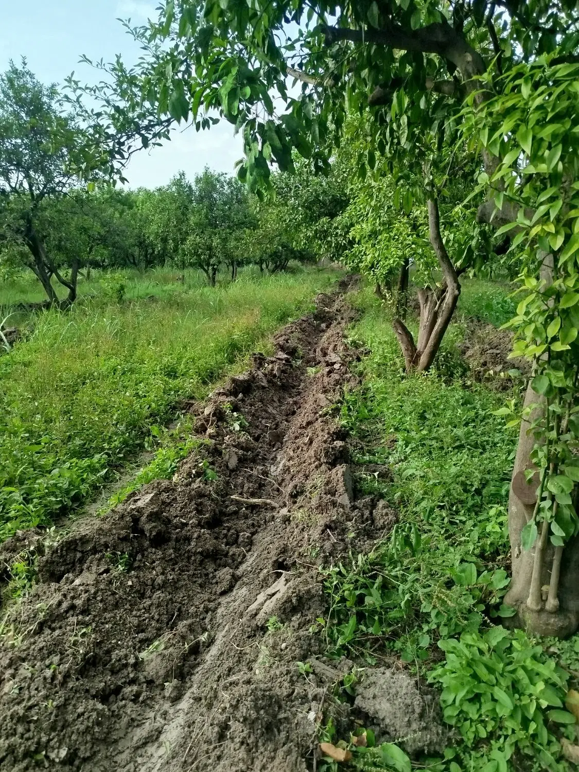 باغ دارم برای پرورش غاز و بوقلمون