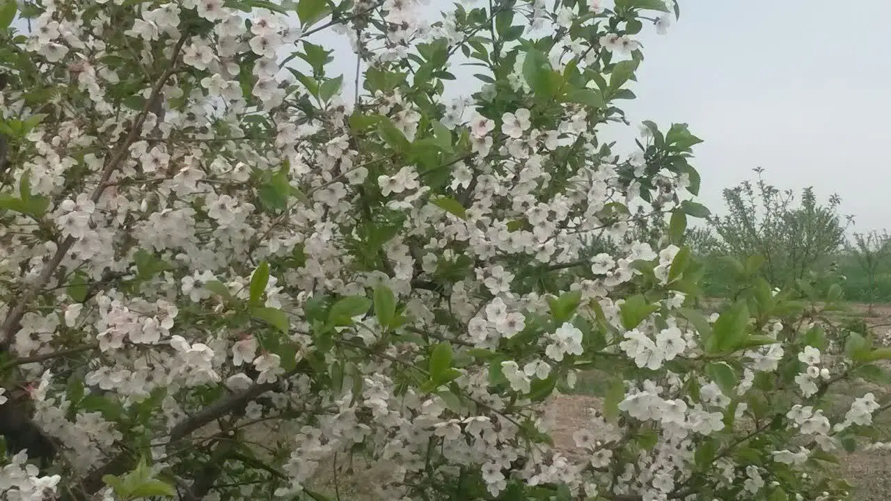 ۱۵۰۰ متر زمین ملکی