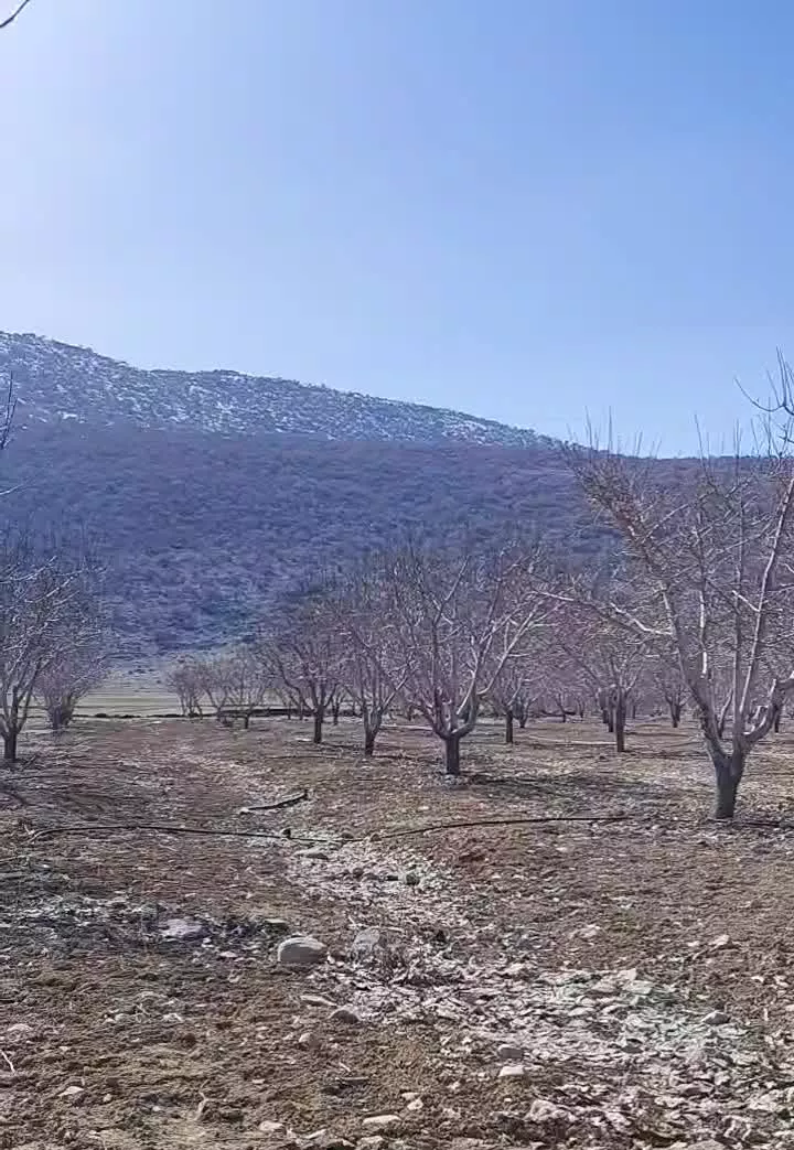باغ ثمری