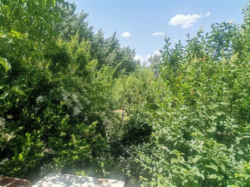 3440 متر مربع باغ دارای سند رسمی