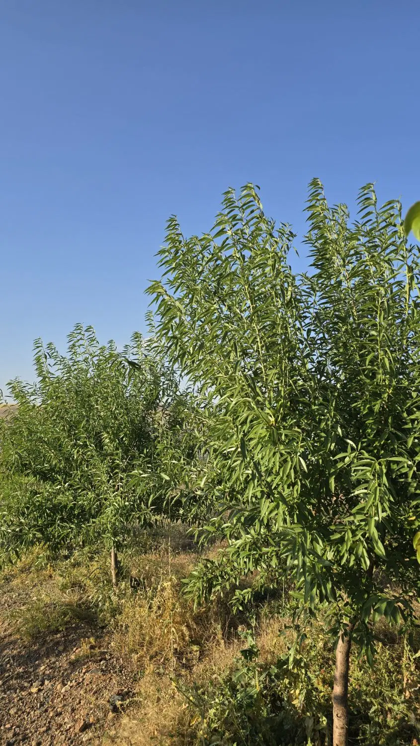 باغ در یام
