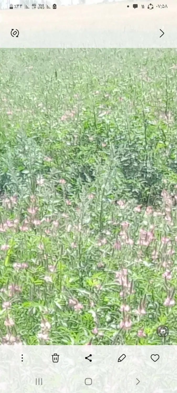 زمین زراعی (روستای اقچه کند)