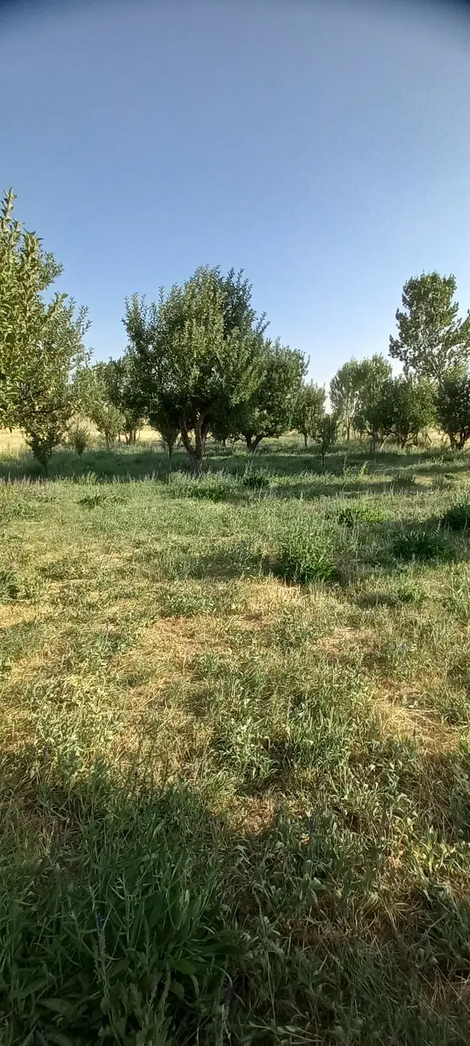 ۴ هکتار زمین و باغ
