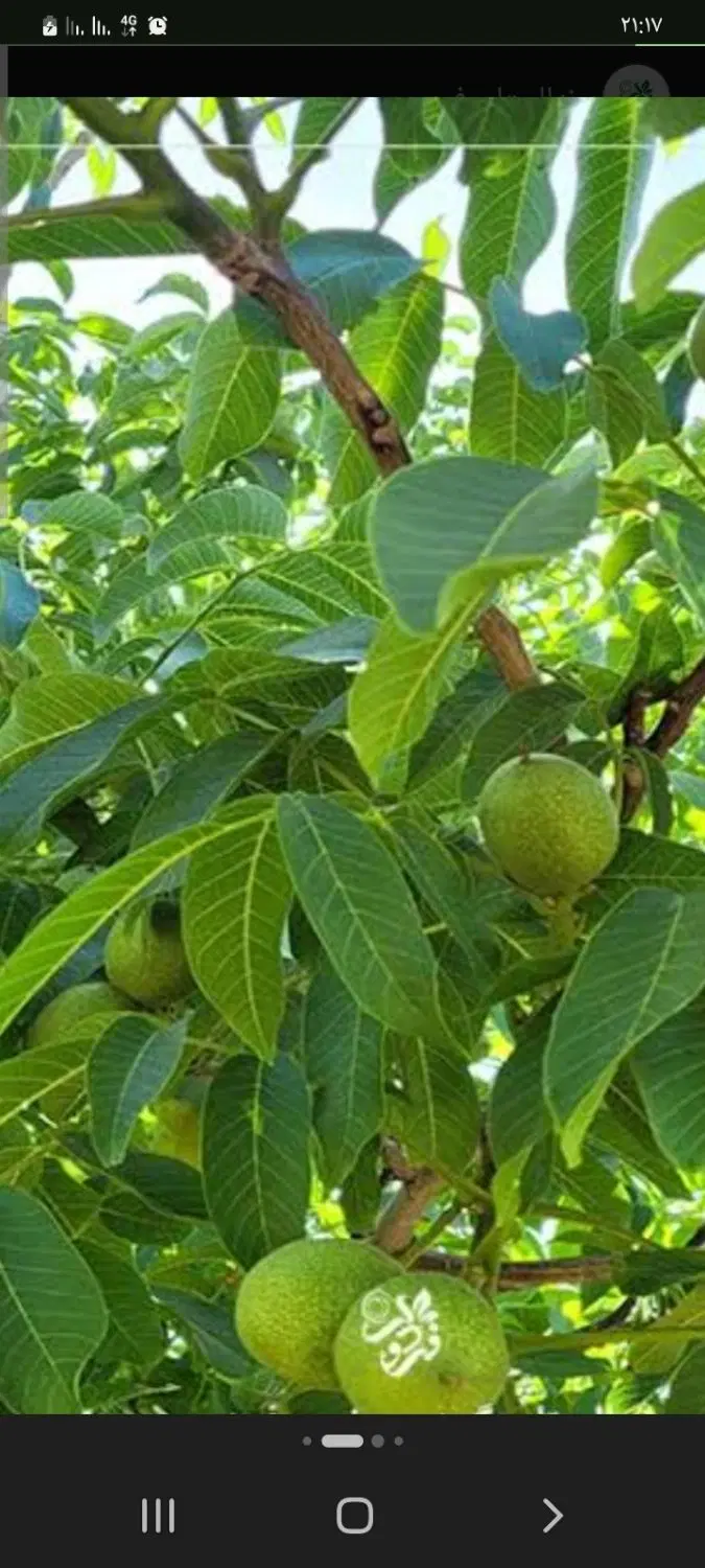فروش باغ گردو