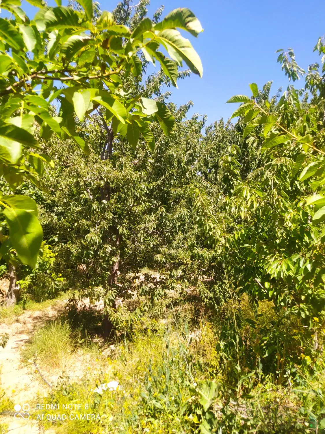 زمین باغ