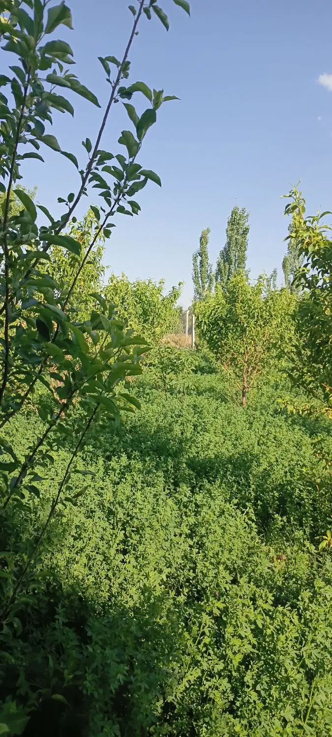 باغ سرسبز وآرام ودنج