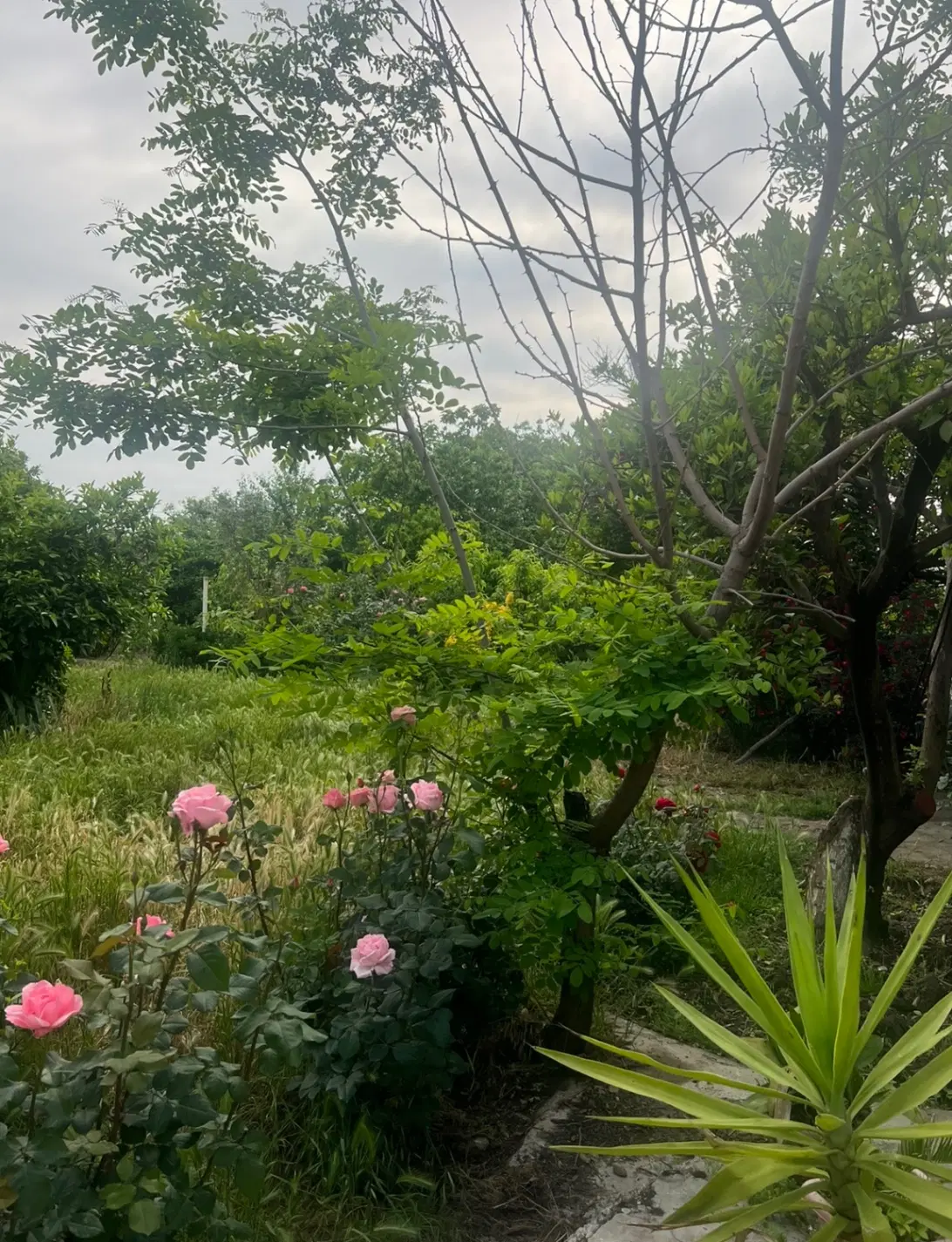 فروش باغ ۲.۵ هکتاری سنددار