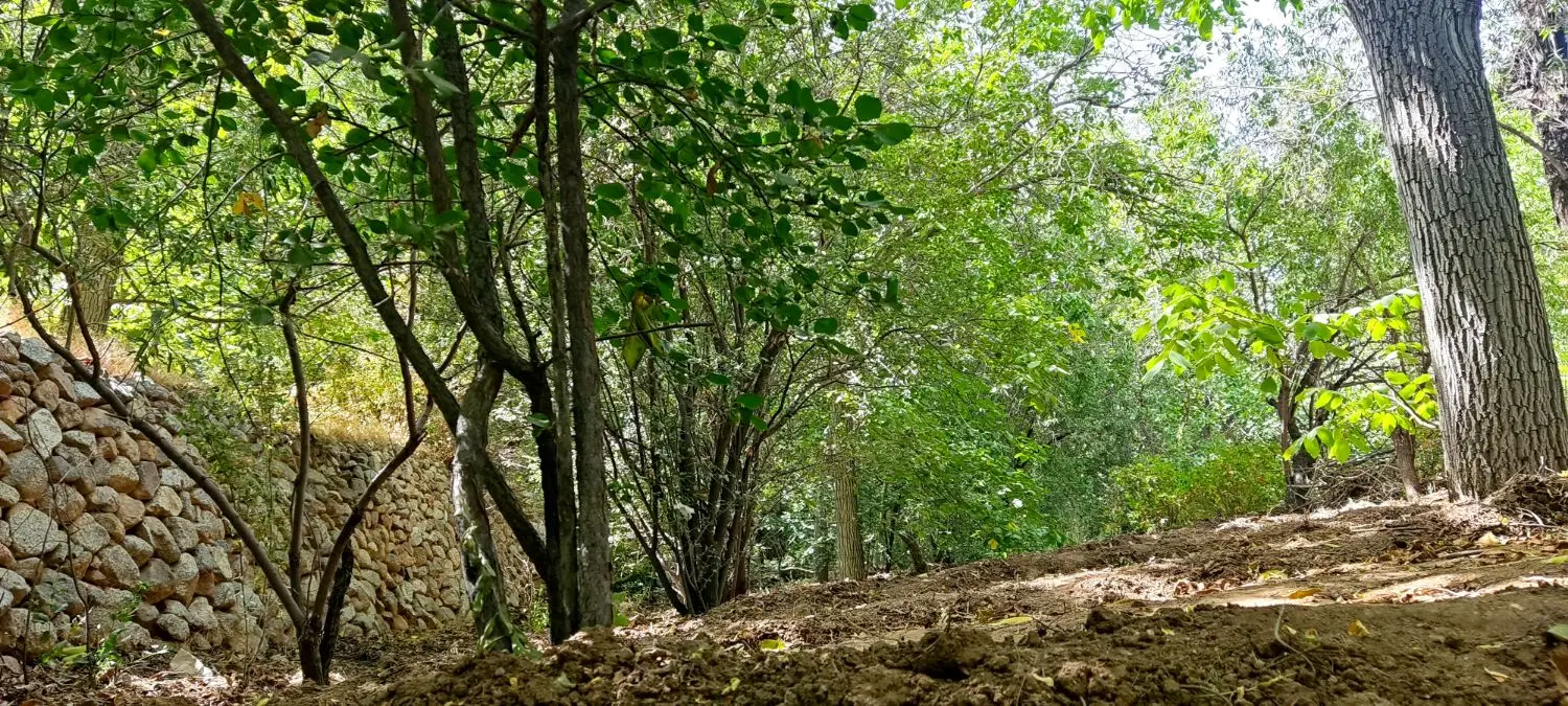 زمین باغی