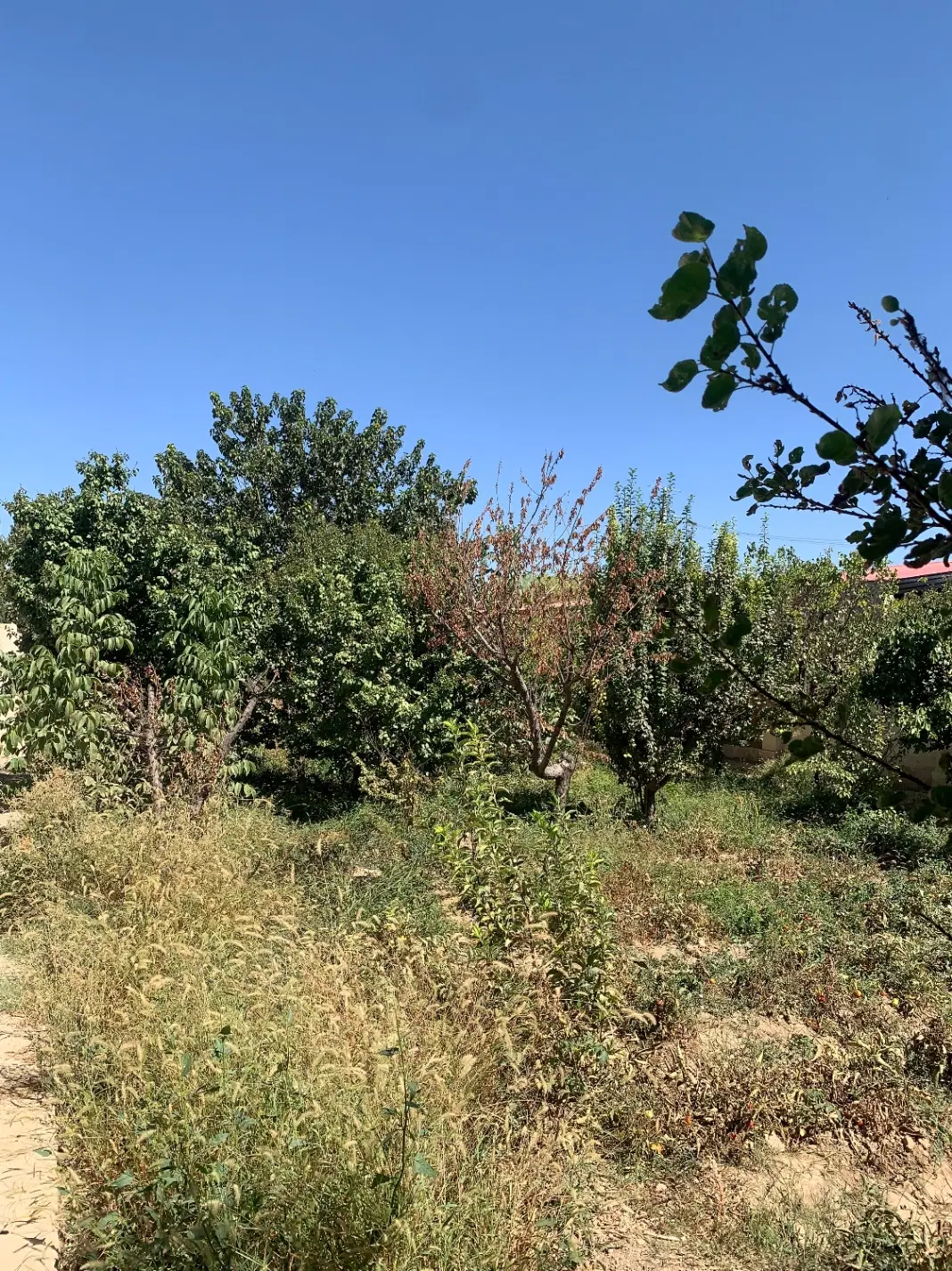 زمین مناسب برای ساخت باغچه