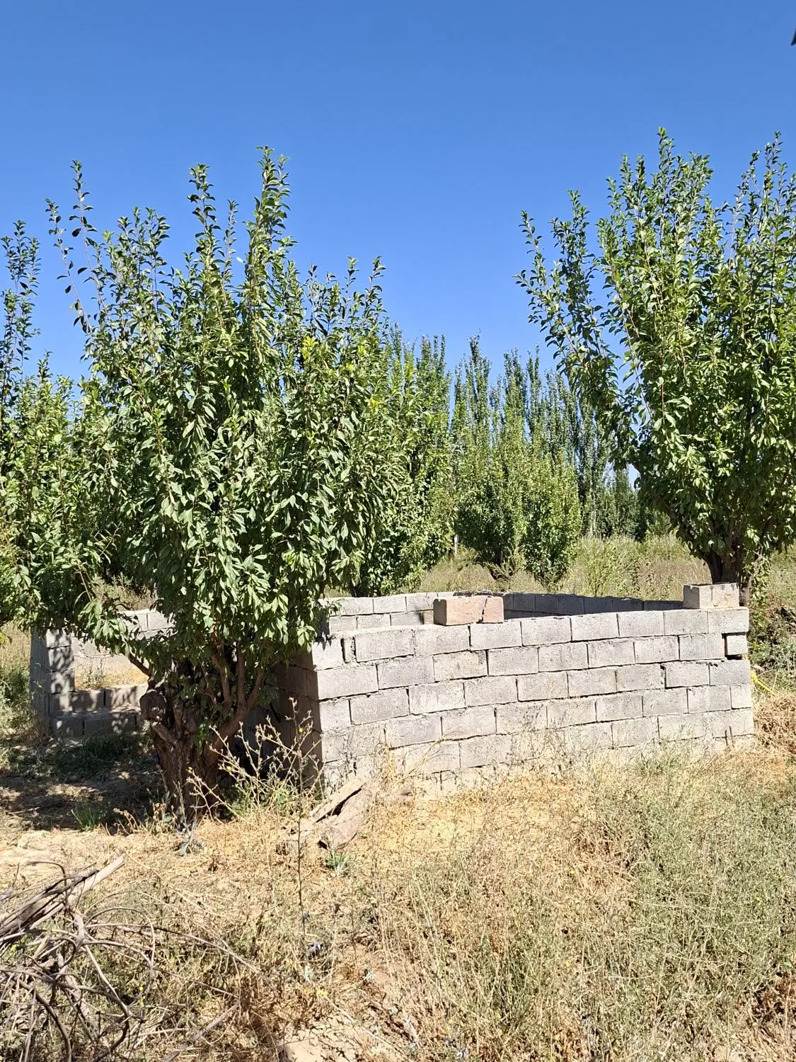 باغ واقع در حیدر آباد